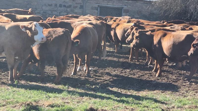 4 Bedroom Property for Sale in Queenstown Rural Eastern Cape